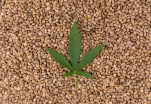 feuilles-cannabis-fond-graines-chanvre